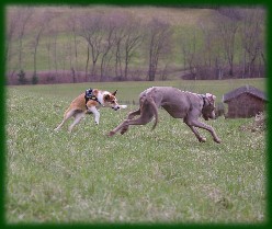 Austoben!